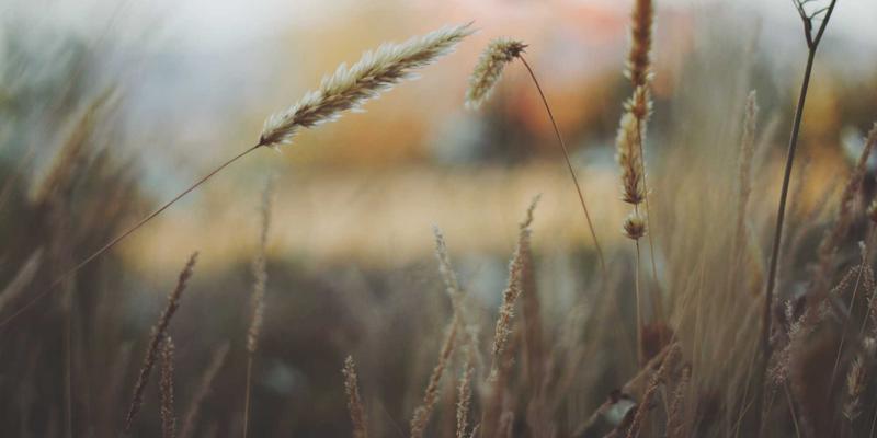 服务网格：微服务网络通信的治理革命与性能代价深度解析